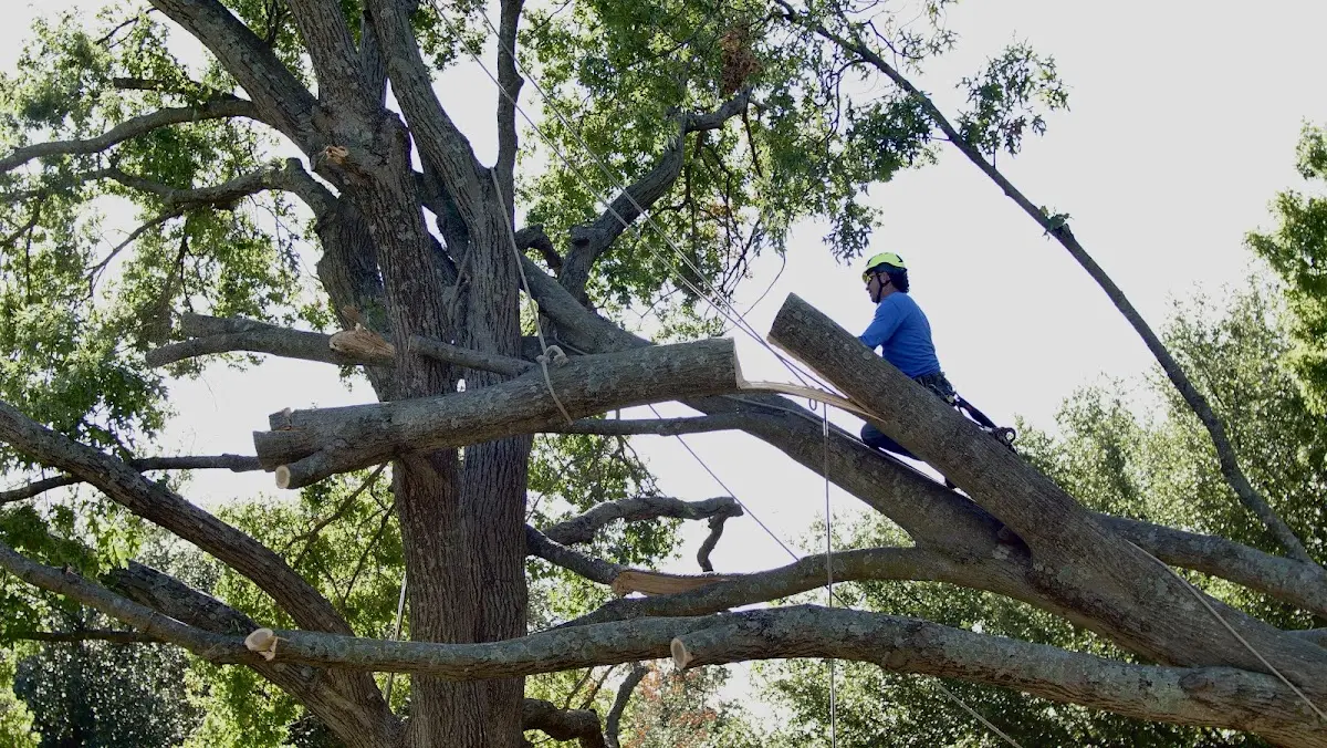 Professional Hazardous Tree Removal performed by certified arborists in East Bank