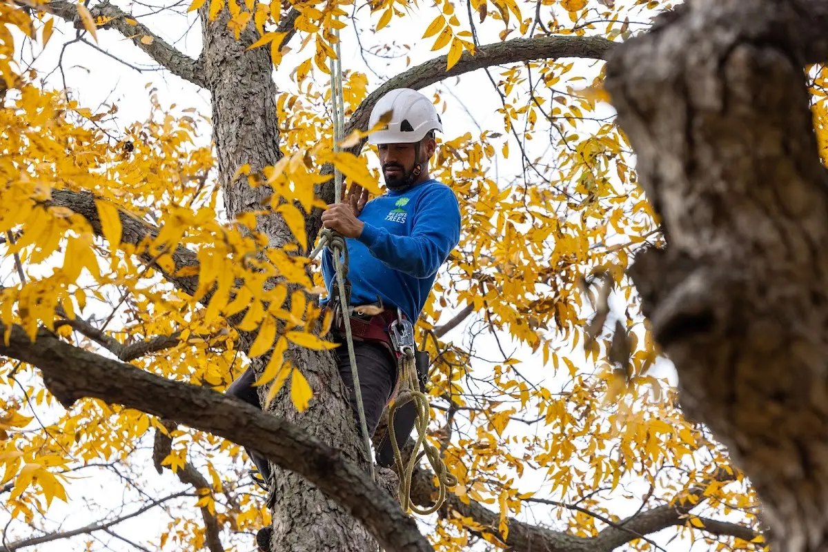 Skilled Tree Pruning crew working in East Bank