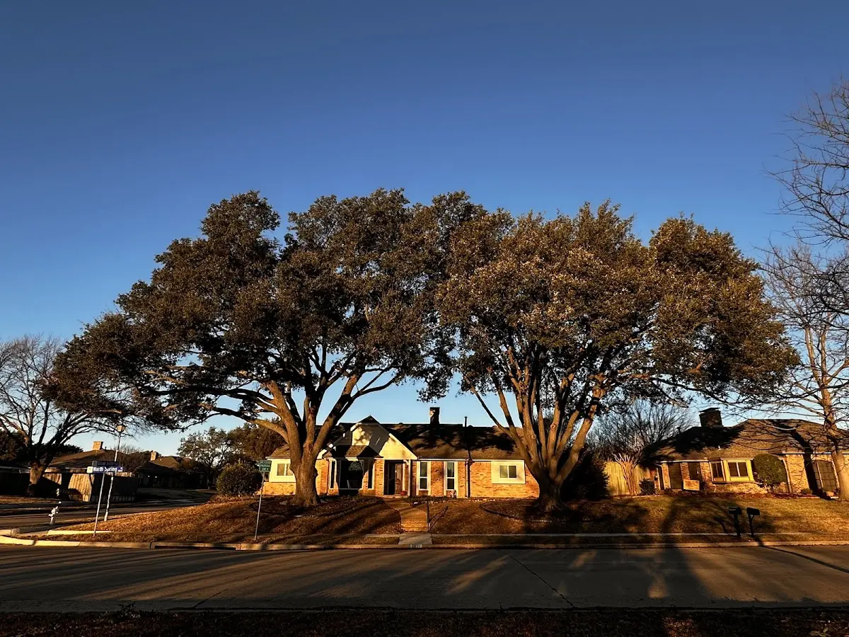 Established residential canopy tree shading a home in East Bank